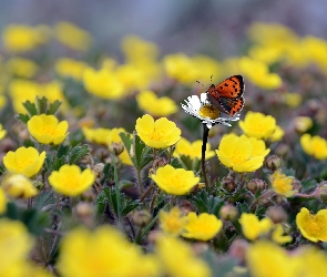 Motyl, Kwiaty