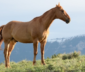 Trawa, Koń