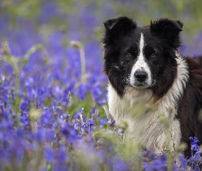 Pies, Border, Dzwonki, Łąka, Kwiaty, Collie