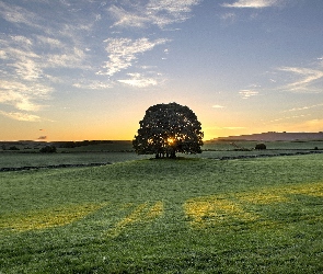 Łąka, Niebo, drzewo, Trawa