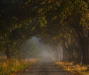 wschód słońca., mgła, drzewa, Aleja, droga, poranek