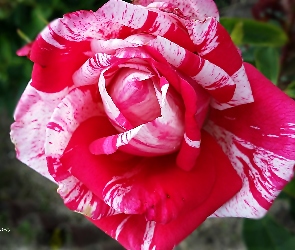 Biała, Róża, Czerwono