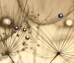 Makro, Krople, Kozibród Łąkowy, Kolorowe