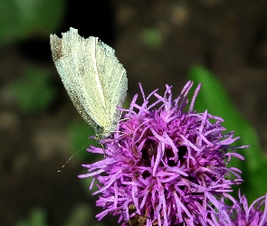 Motyl, Kwiat, Bielinek