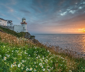 Zachód, Rumianek, Morska, Słońca, Łąka, Latarnia, Wybrzeże