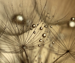 Makro, Krople, Kozibród Łąkowy, Roślina