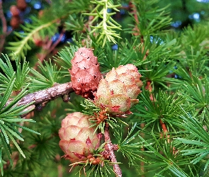 Modrzew, Szyszki, Gałązki