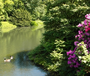 Rododendron, Krzewy, Essen, Niemcy, Kaczki, Grugapark, Staw