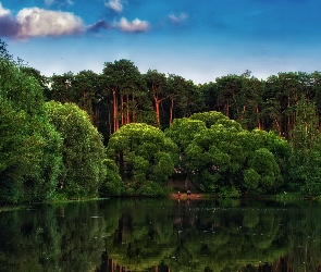 Odbicie, Jezioro, Las, Drzewa