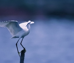 Ptak, Czapla