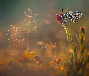 Światło, Roślinki, Motyl, Kwiat