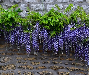 Wisteria, Mur, Liście, Kwiaty