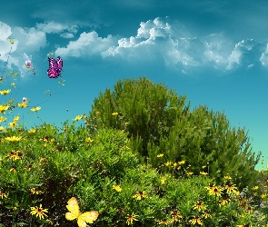 Niebo, Motyle, Grafika, Roślinność
