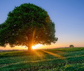 Pole, Drzewa, Wschód słońca