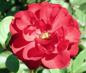 Czerwona, Róża, Przyroda, Kwiat