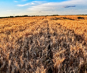 Pole, Zboże