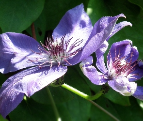 Kwiaty, Clematis, Przyroda