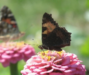Motyle, Cynie, Kwiaty
