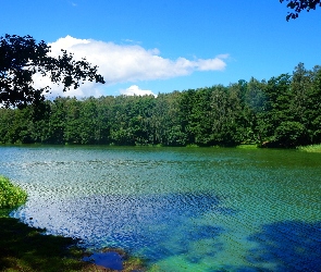 Woda, Drzewa, Jezioro