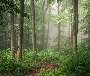 Drzewa, Mgła, Las