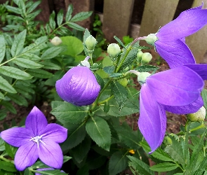 Clematis, Płot, Pąki