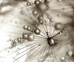 Krople, Makro, Kozibród Łąkowy