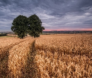 Słońca, Zachód, Zboże, Pole, Drzewo, Niebo