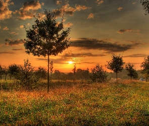 Drzewka, Słońca, Łąka, Zachód