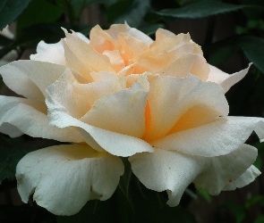 Przyroda, Róża, Kwiat