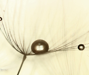 Dmuchawiec, Krople, Kozibród Łąkowy, Makro