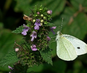 Bielinek, Pokrzywa, Jasnota, Kwiat, Motyl