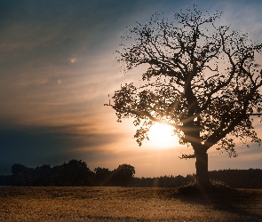Drzewo, Zachód Słońca
