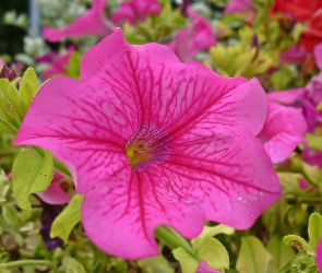 Petunia, Różowa, Kwiat