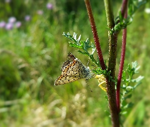 Gałązka, Motyl