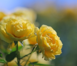 Róże, Kwiaty, Żółte