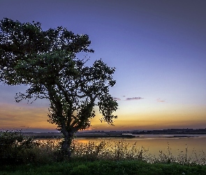 Słońca, Wschód, Jezioro, Drzewo