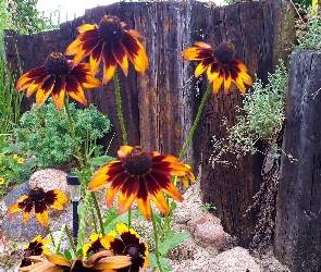 Rośliny, Płot, Rudbekia, Kamienie