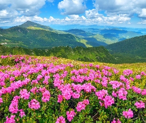 Różowe, Rododendrony, Góry