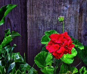 Pelargonie, Płot