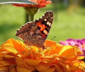 Motyl, Kwiat, Osetnik, Rusałka
