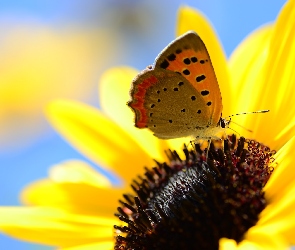 Motyl, Słonecznik