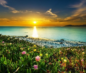 Morze, Kwiaty, Plaża, Zachód słońca