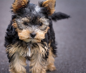 Yorkshire Terrier, Pies