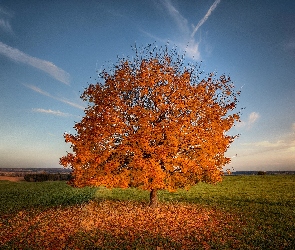 Pole, Niebo, Trawa, Drzewo, Jesień