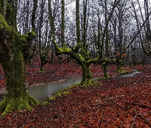 Hiszpania, Rzeczka, Las, Jesień