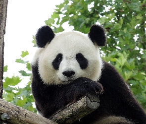 Panda, Drzewo