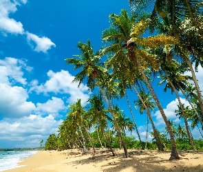 Palmy, Ocean, Plaża