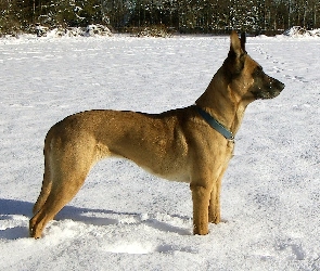 Owczarek belgijski Malinois