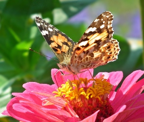 Cynia, Osetnik, Motyl, Rusałka