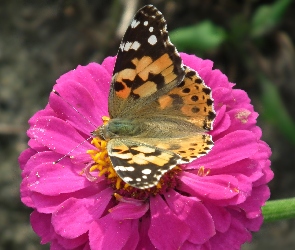 Motyl, Cynia, Osetnik, Kwiat, Rusałka